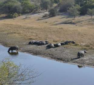 Tierbeobachtung am Boteti