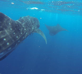 August 2016 - Aledia Tours Walhaischwimmen