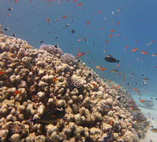 Abu Dabab 28.08.2014