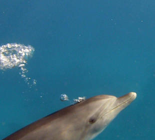 Delfintour 11.10.2013