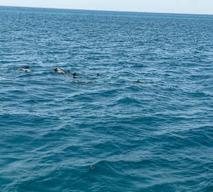 Delfineschwimnen 😍