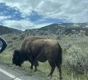 Yellowstone Nationalpark