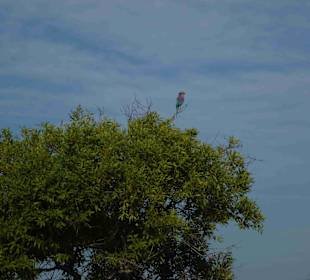 Krüger Nationalpark