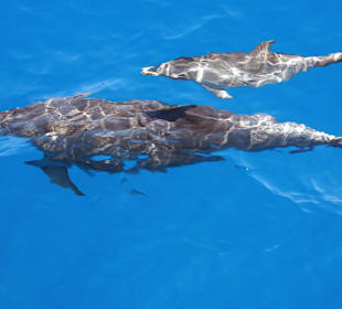 Delfin mit Jungtier