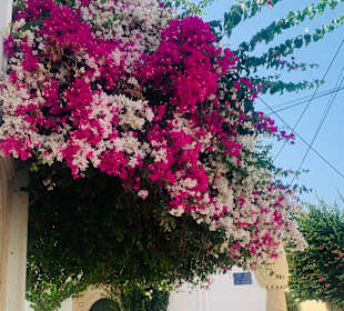 Djerba Hood 