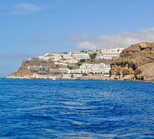 Delphin Safaritour von Morgan aus