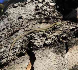 Wandern Puerto de la Cruz	