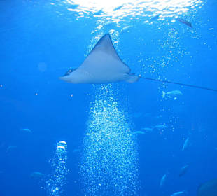 Unterwasserwelt des Aquariums