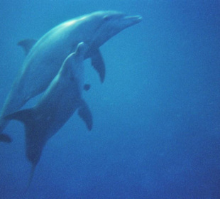 Schnorcheln mit Delfinen