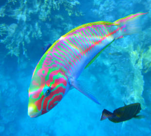 Schnorcheln Marsa Alam