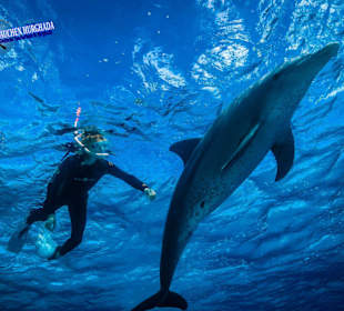 Schnuppertauchen Hurghada