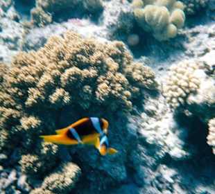 Nemo gefunden