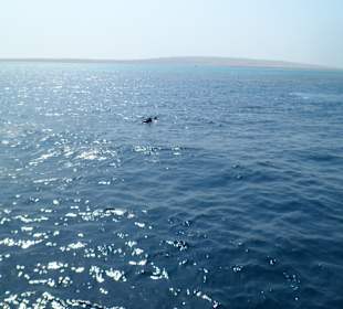 Delfinschwimmen und Schnorcheln am 24.07.2012