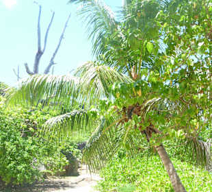 Auf Felicite' Seychellen