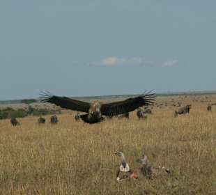 Geier beim Frühstück in der Masai Mara