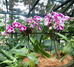 Im Garten der Orchideen