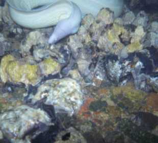 Unsere kleine Hausmuräne "Willie"