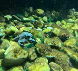 Aquazoo Löbbecke Museum Düsseldorf
