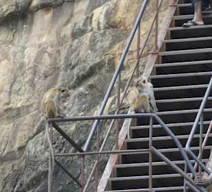 Die Treppe muss geteilt werden