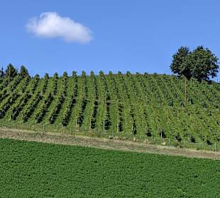 Wandern Leutschach an der Weinstraße