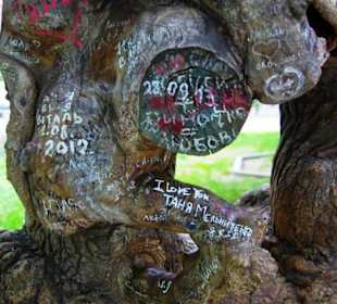 Odessa Stadtpark Liebesbaum