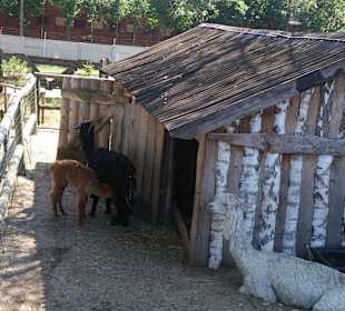 Zwierzęta w karczmie