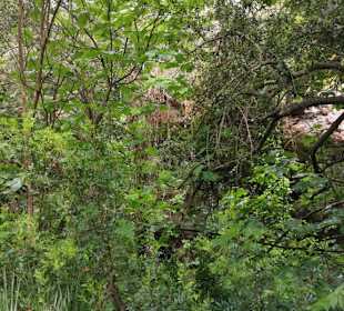 Dschungel vor der Höhle 