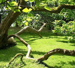 Aboretum auf der Mainau
