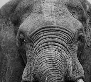 Tsavo Ost und West Safari