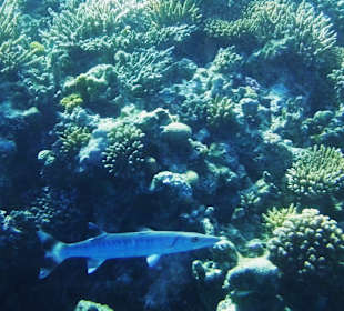 Unterwasserfoto im Hoteleigenem Hausriff