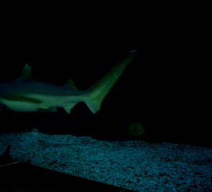 Haie und andere Fische