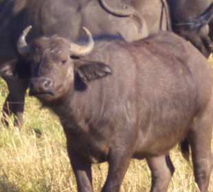 Gnus