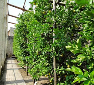 Rundgang durch das Zitronengewächshaus