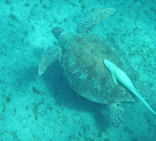 Tortue verte: plage d'Abu Dabbab