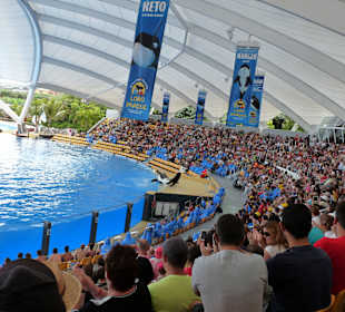 Orca Ocean Show