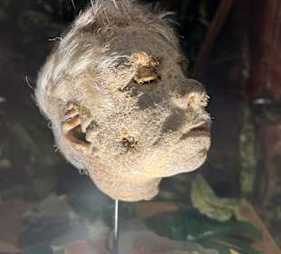 Museum Ripley's Believe It or Not!