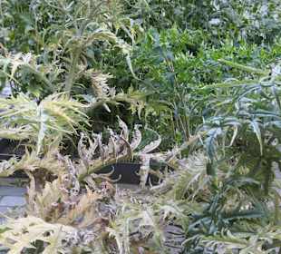 Im Karlsgarten beim Aachener Rathaus