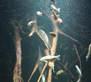 Aquarium