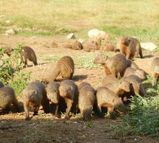 Mungos , kleine Helden