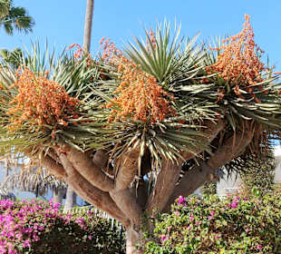 Strandpromenade San Agustin