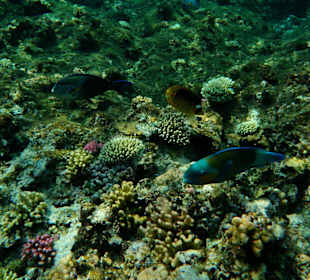 Papageienfisch, Tabakfalterfisch, Sohaldoktorfisch