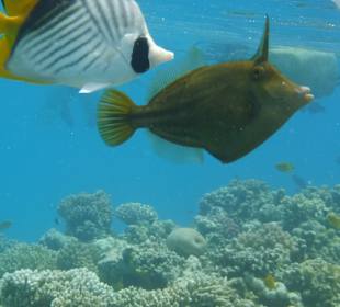 Schnorcheln Makadi Bay