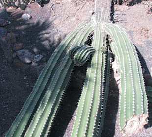Jardin Botanico de Cactus im Oasispark