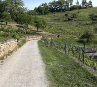 Weinlehrpfad