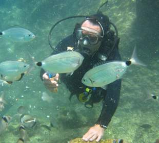 Tauchen mit Fischen