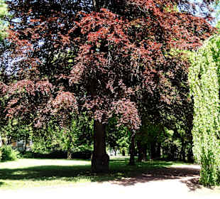 Impressionen aus den Wallanlagen