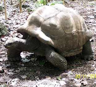 Schildkröte auf der Ile Aux Aigrettes