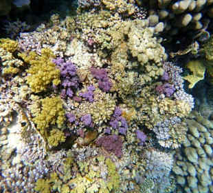 Riff Gorgonia 