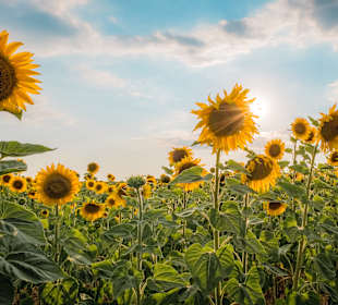 Wandern Château-Arnoux-Saint-Auban