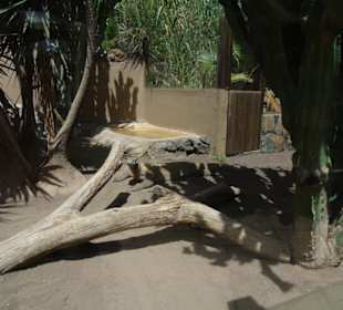 Palmitos Park